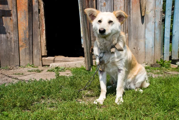 Собака в деревне — стоковое фото