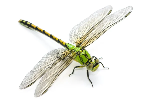 Ophiogomphus cecilia. gröna snaketail dragonfly på en vit backg Stockbild