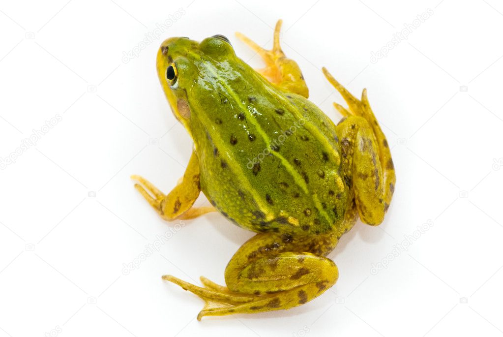 Rana esculenta. Green (European or water) frog on white backgrou