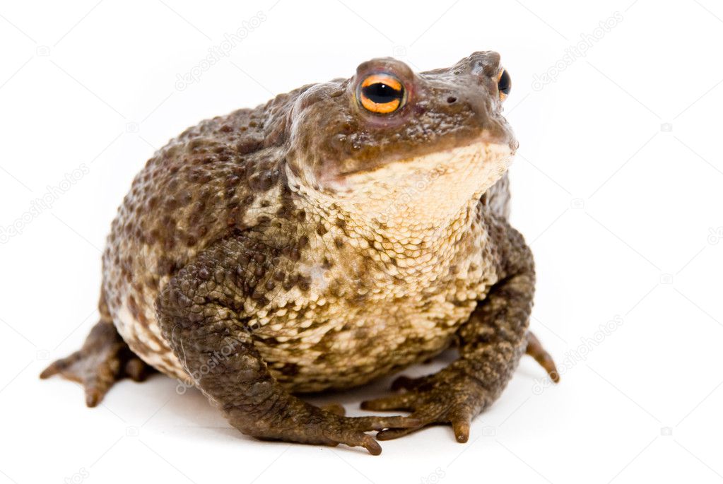 Bufo bufo. Common (European) toad on white background.