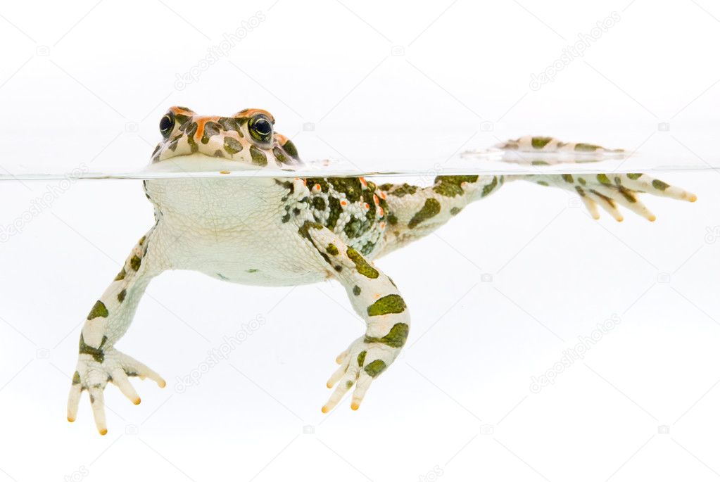 Bufo viridis. Green toad swimming in water on white background.