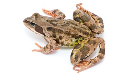 Rana temporaria. Grass frog on white background. clipart