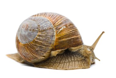 Helix pomatia. Big Roman snail on a white background. clipart