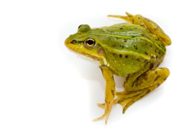 Rana esculenta. Green (European or water) frog on white backgrou clipart