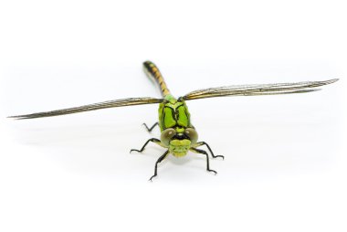 Ophiogomphus cecilia. Green Snaketail dragonfly on a white backg clipart