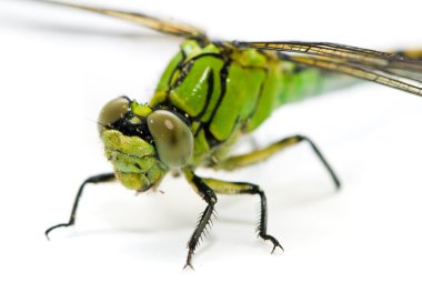 ophiogomphus cecilia. Yeşil snaketail yusufçuk üzerinde beyaz backg