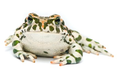 Bufo viridis. Green toad on white background. clipart