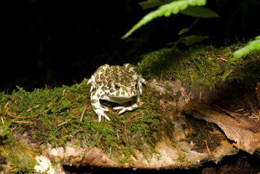 Bufo viridis. doğa zemin üzerine yeşil kurbağa.