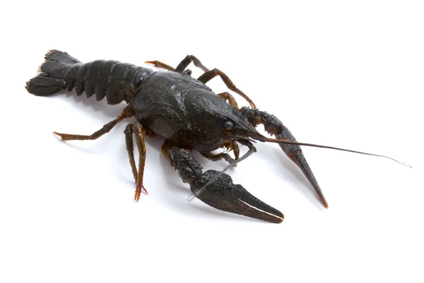 stock image Astacus leptodactylus. Narrow-clawed crayfish on white backgroun