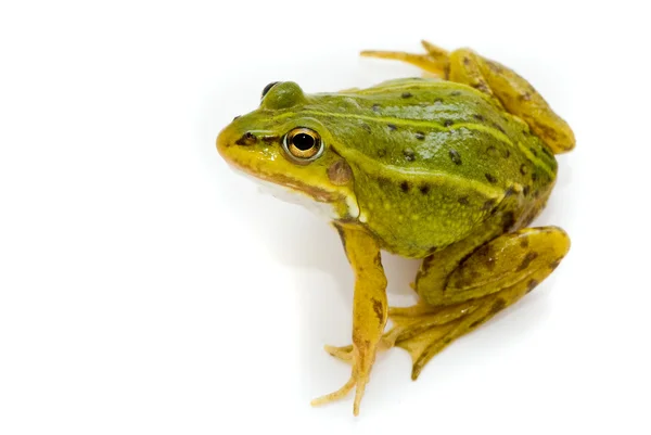 Rana esculenta. Yeşil (Avrupa veya su) kurbağa üzerinde beyaz backgrou — Stok fotoğraf