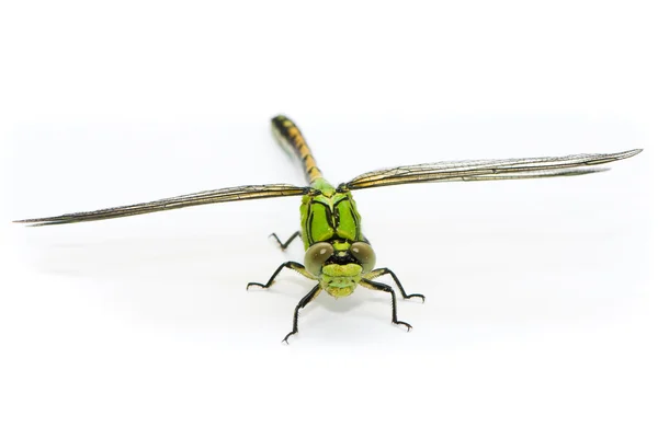 Ophiogomphus cecilia. zelený snaketail vážek na bílém pozadí — Stock fotografie