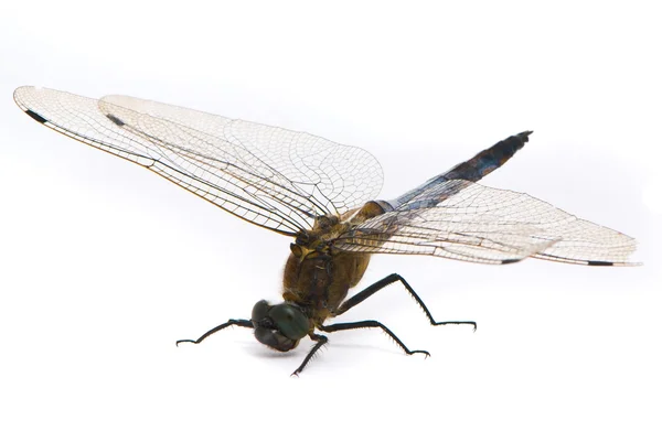 Orthetrum cancellatum. masculino preto-tailed skimmer libélula no wh — Fotografia de Stock