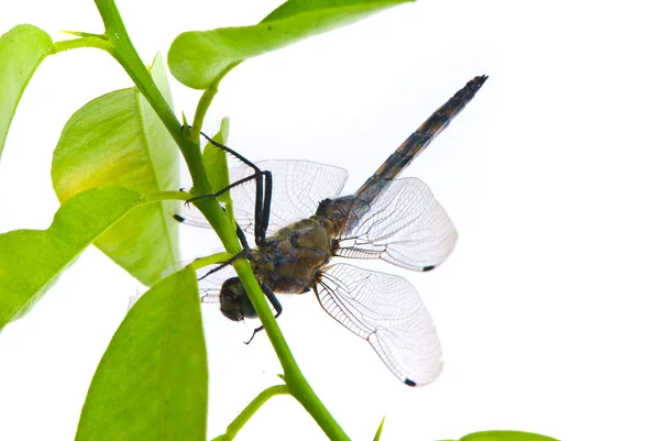 Orthetrum cancellatum. Male Black-tailed Skimmer dragonfly on wh — Stock Photo, Image