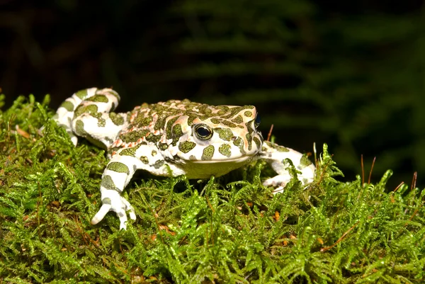 Bufo viridis. doğa zemin üzerine yeşil kurbağa. — Stok fotoğraf