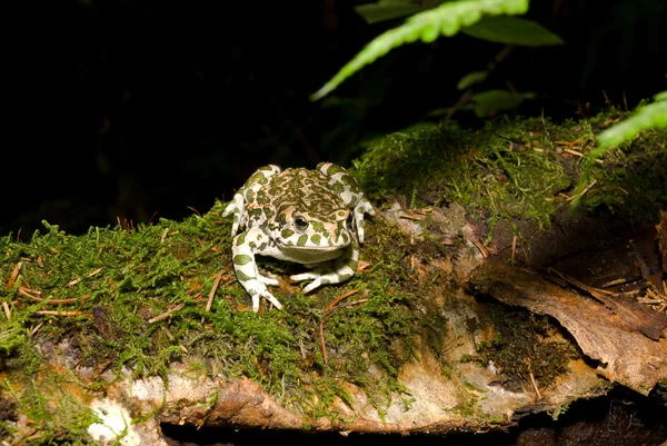 Bufo viridis. Zelená žába na pozadí přírody. — Stock fotografie