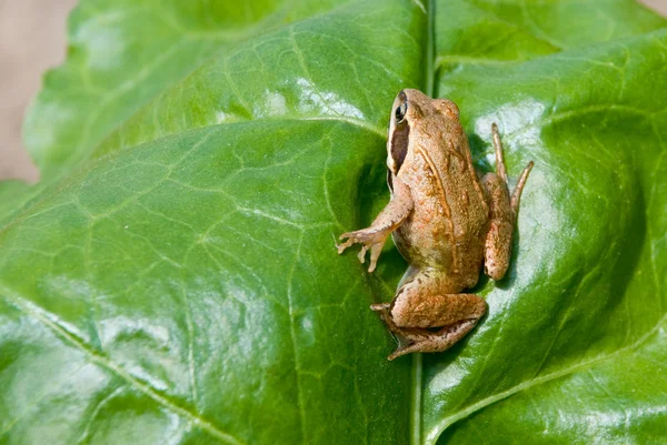 Rana arvalis. δένει βάτραχος σε φόντο φύση. — Φωτογραφία Αρχείου