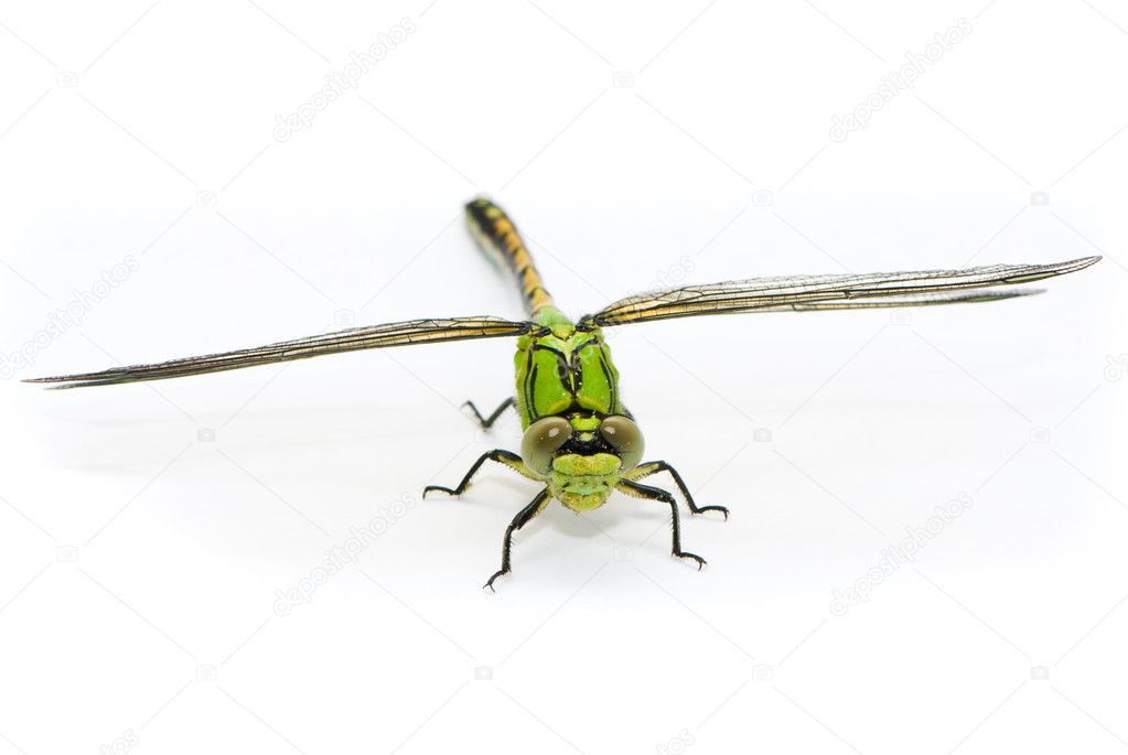 Ophiogomphus cecilia. Green Snaketail dragonfly on a white backg