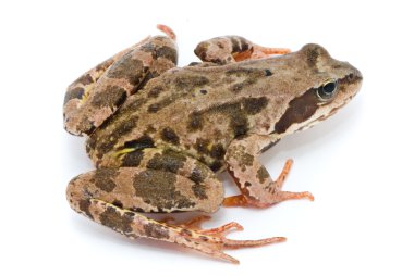 Rana temporaria. Grass frog on white background. clipart