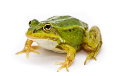 Rana esculenta. Green (European or water) frog on white backgrou clipart