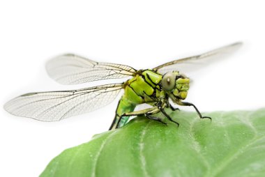 ophiogomphus cecilia. Yeşil snaketail yusufçuk üzerinde beyaz backg