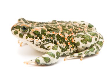 Bufo viridis. Green toad on white background. clipart