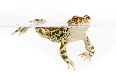 Bufo viridis. Green toad swimming in water on white background. clipart