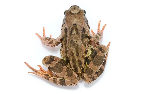 ラナ temporaria。白い背景の上の草蛙. — ストック写真