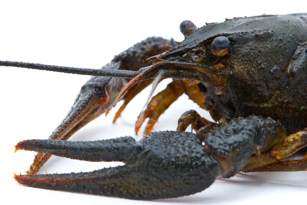 Astacus leptodactylus. Narrow-clawed crayfish on white backgroun — Stock Photo, Image