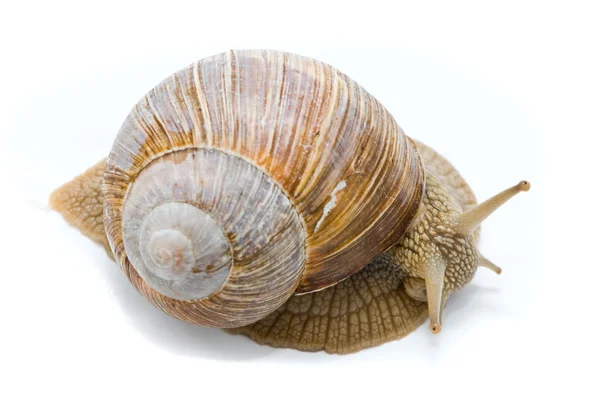 蜗牛。在白色背景上的大罗马蜗牛. — 图库照片