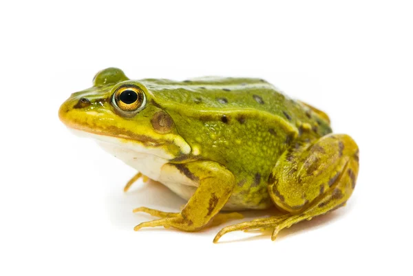 Rana esculenta. Grüner (Europäischer oder Wasser-) Frosch auf weißem Hintergrund — Stockfoto