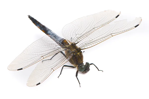 Orthetrum cancellatum. erkek siyah-kuyruk skimmer yusufçuk wh üzerinde — Stok fotoğraf