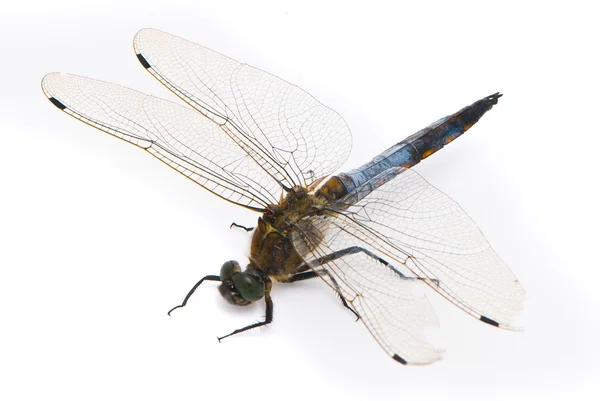 Orthetrum cancellatum. Male Black-tailed Skimmer dragonfly on wh — Stock Photo, Image