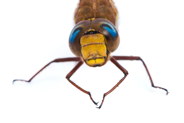 Aeshna cyanea. Southern Hawker Libelle (blue darner) auf weiß — Stockfoto