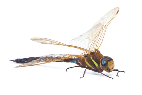 Aeshna cyanea. Zuidelijke Hawker dragonfly (blauw Darner) op wit — Stockfoto