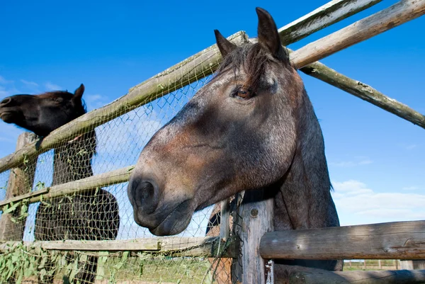 The horse in the paddock — Stock Photo, Image