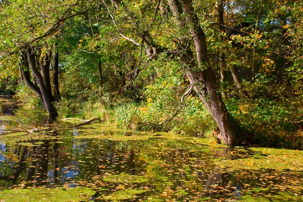 Bataklık orman ile ayakta su — Stok fotoğraf