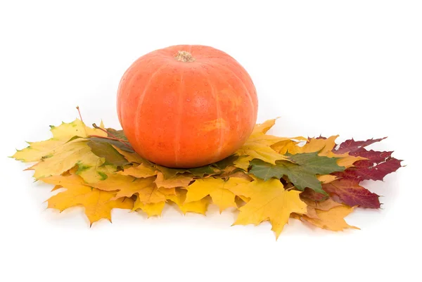 Dýně s podzim listí na bílém pozadí — Stock fotografie