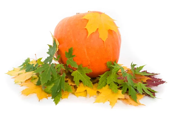 Pumpkin with fall leaves on white background — Stock Photo, Image