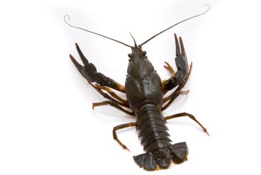 Astacus leptodactylus. Narrow-clawed crayfish on white backgroun clipart