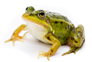 Rana esculenta. Green (European or water) frog on white backgrou clipart