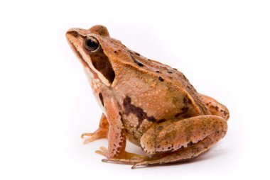 Rana arvalis. Moor frog on white background. clipart