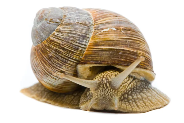 蜗牛。在白色背景上的大罗马蜗牛. — 图库照片