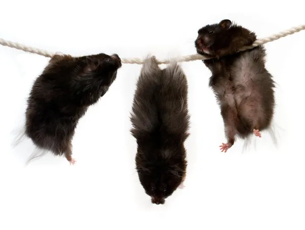 Três hamsters em uma corda — Fotografia de Stock