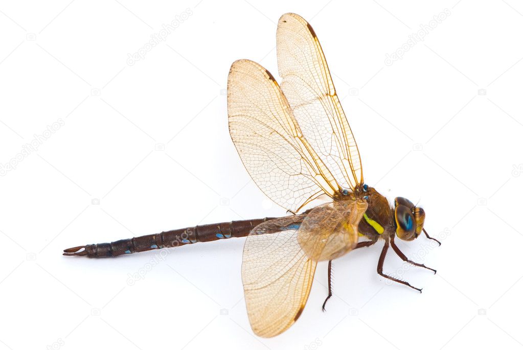 Aeshna cyanea. Southern Hawker dragonfly (Blue Darner) on white