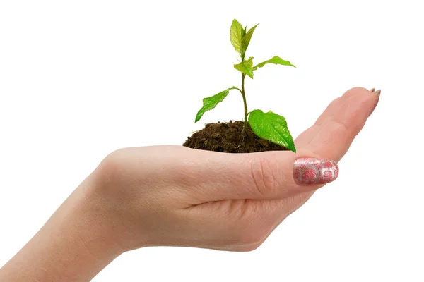 Green plant in woman hand — Stock Photo, Image