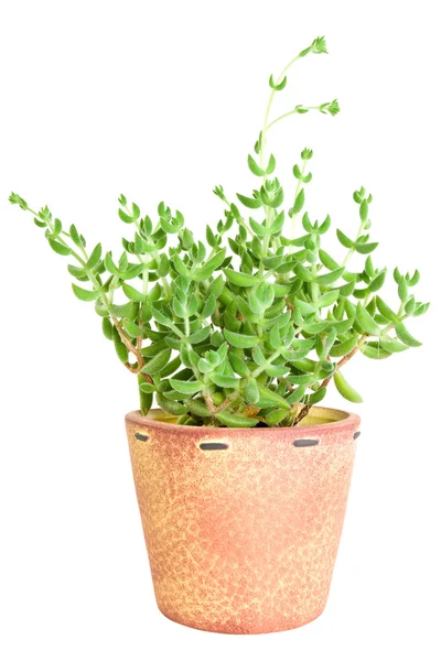 Dekorativa kaktus — Stockfoto