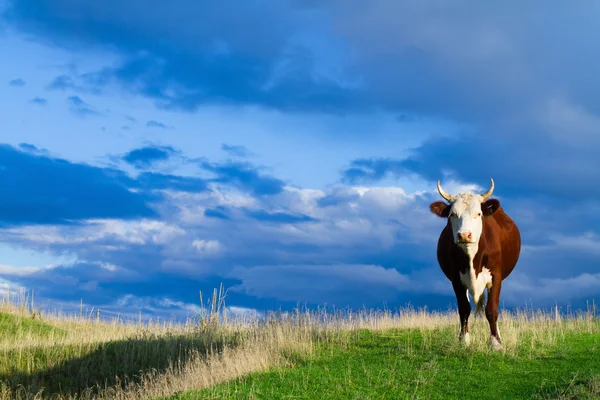 Eine Kuh grast auf einer Weide. Stockbild