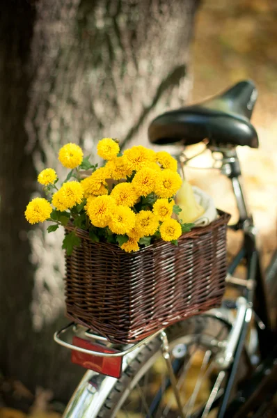 Хризантемы в плетеной корзине — стоковое фото
