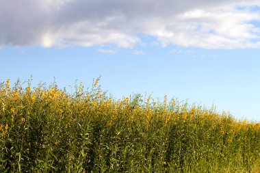 Industrial Hemp Plant Field clipart