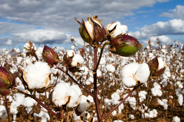 Campo de bolls de algodón —  Fotos de Stock